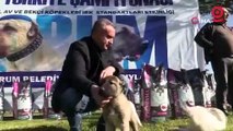 Türk çoban köpekleri podyuma çıktı