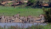 OMG ! Biggest Crocodiles attacks Caught On Camera ....... Crocodiles Catch Cow