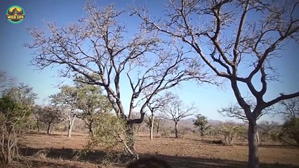 Top 25 Astounding Moments When Animals Could Have Escaped Before Being Killed