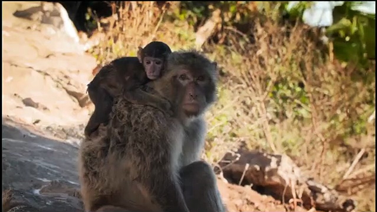 Animal Empires - Se1 - Ep01 - Family HD Watch HD Deutsch