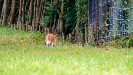 fakta unik mengenai kucing