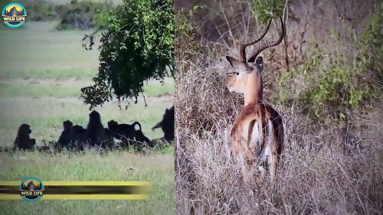 Deadly Battles In The Wild With Surprise Endings