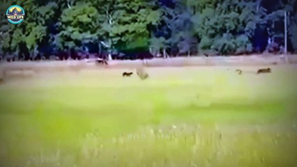 Ostriches Fighting Predators To Save Themselves And Their Eggs