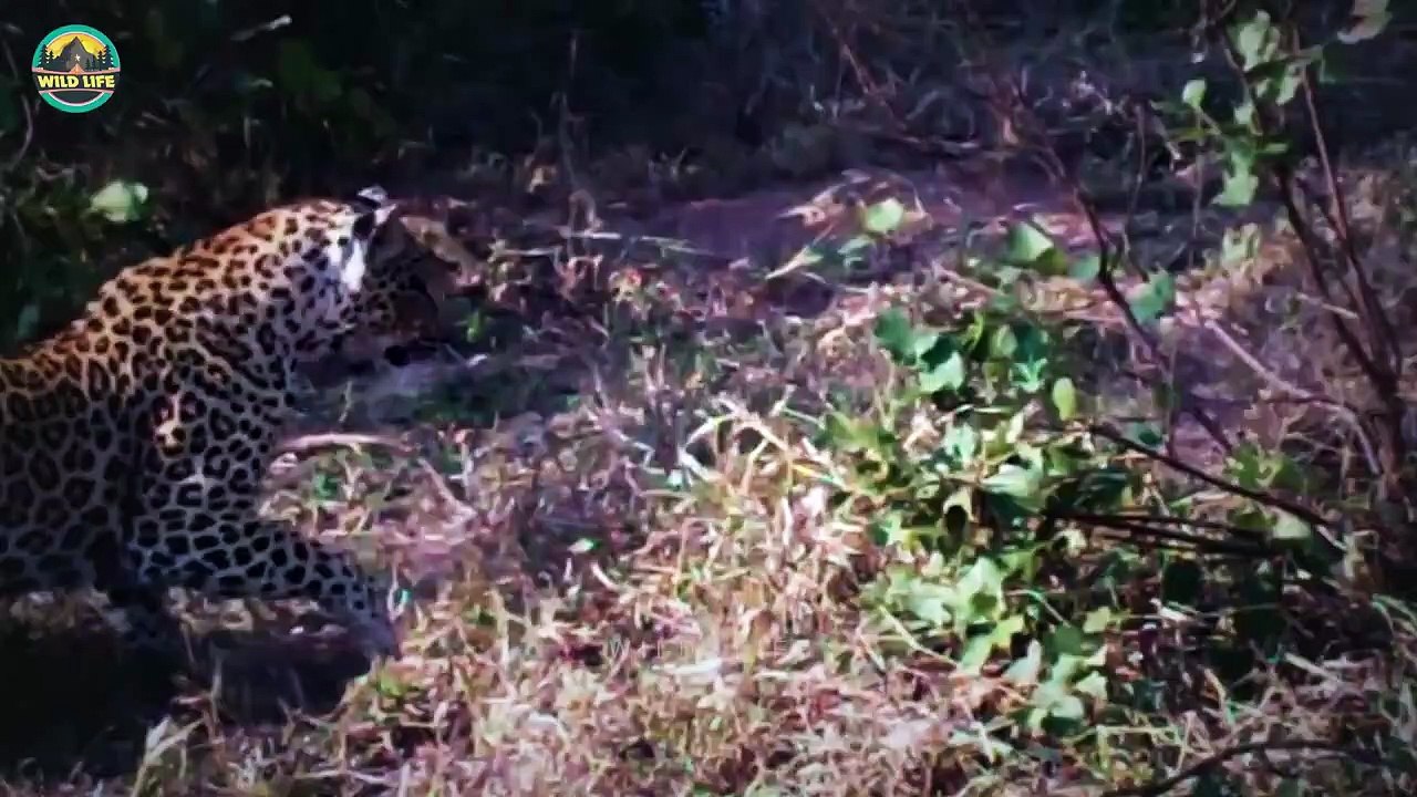 Shocking Snake Battles With Surprise Endings