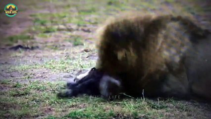 Animal Bullies Terrorizing And Brutally Killing In The Wild
