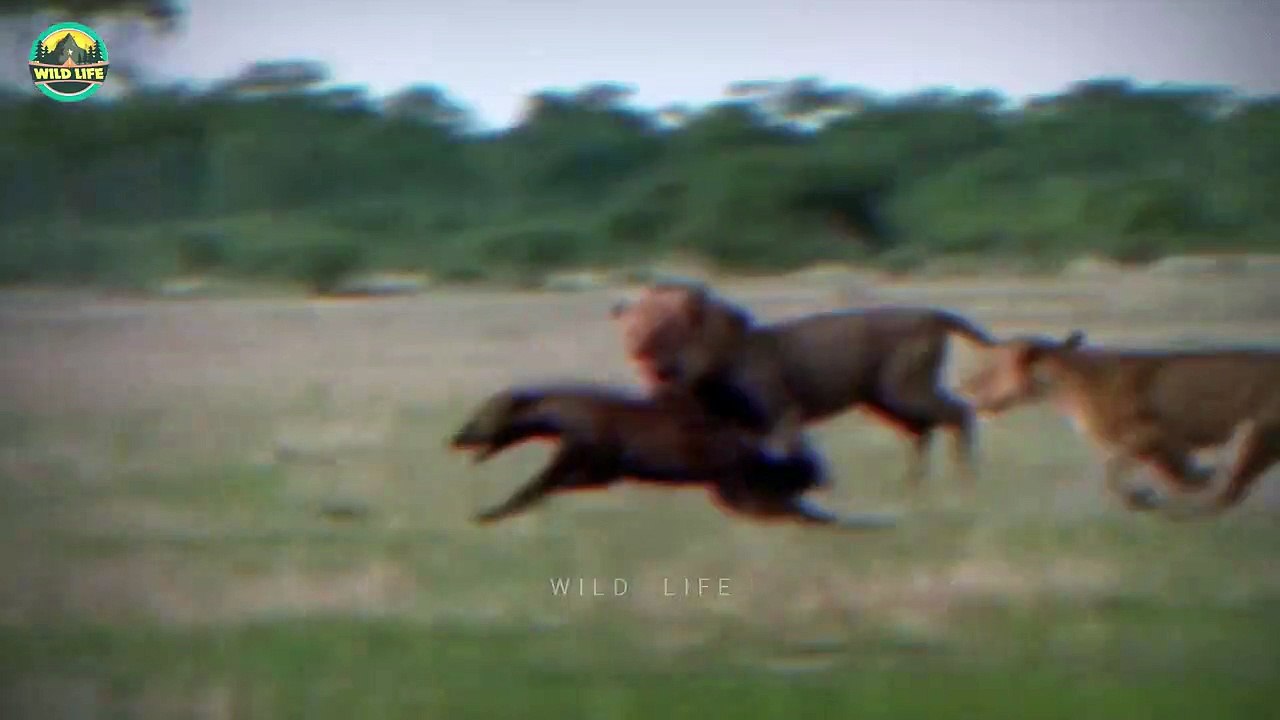 The Deadliest Attacks By Savage Animals Caught On Camera