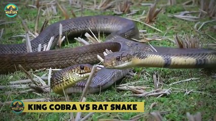 Insane Deranged Moments When Snakes Eat Their Own Kind