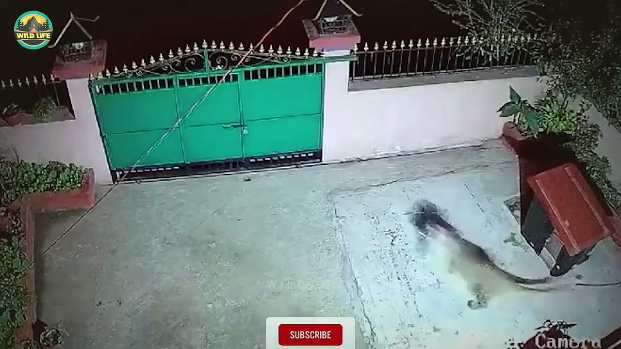 Insane Moments Of Wild Varmints Battling In The Dark Caught On Camera