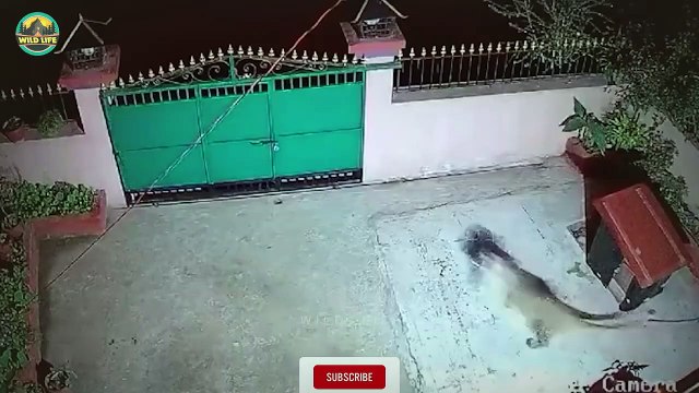 Insane Moments Of Wild Varmints Battling In The Dark Caught On Camera