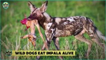 Wild Dogs Being Savagely Violent When It Comes To Their Hunts And Food