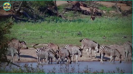 Top 15 Moments Of Wild Predators Devouring Their Prey