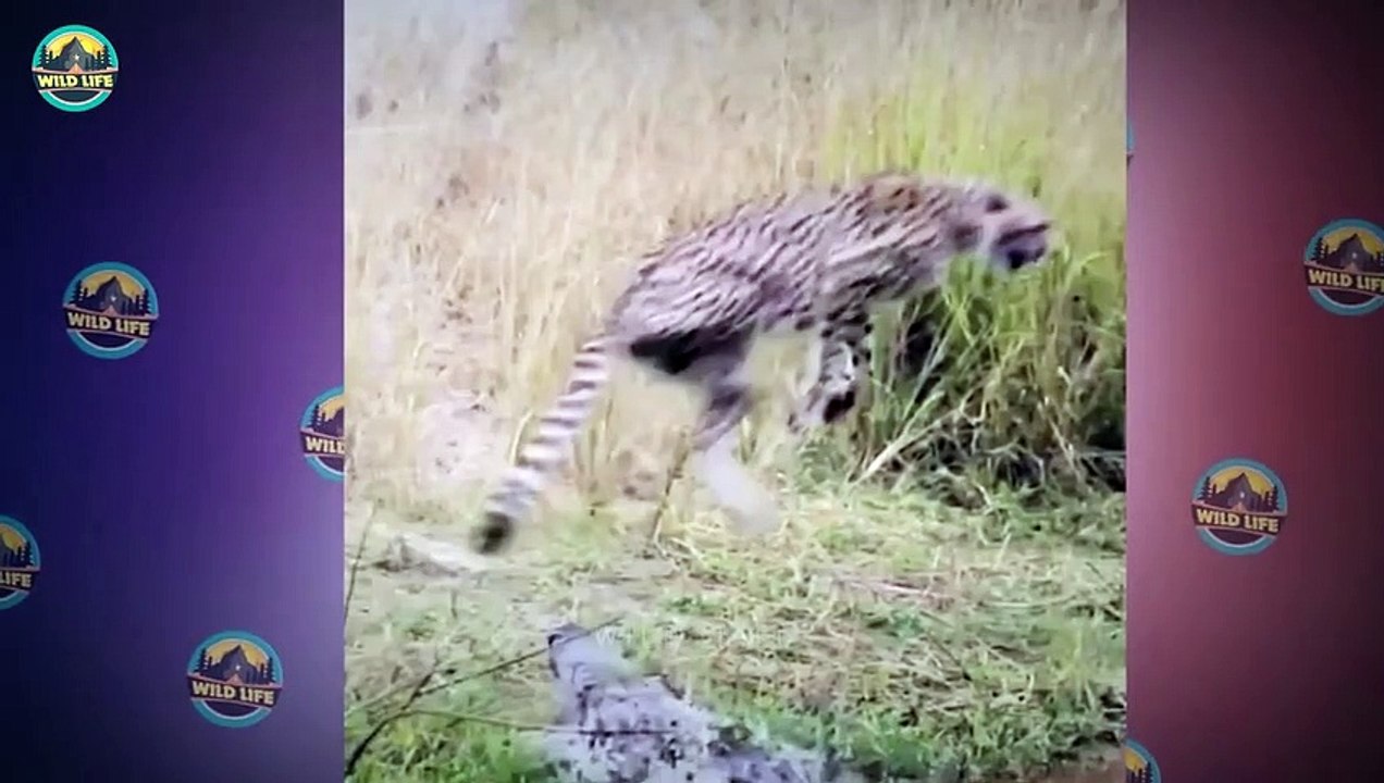 Epic Battles In The Wild, Between Predator And Prey