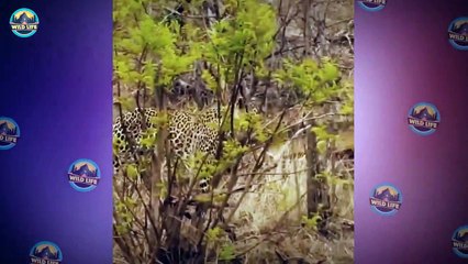 The Stealthy And Ferocious Leopard In Action
