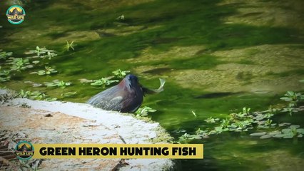 Savage Fish Eaters That Are Called The Best And Skilled Fish Hunters