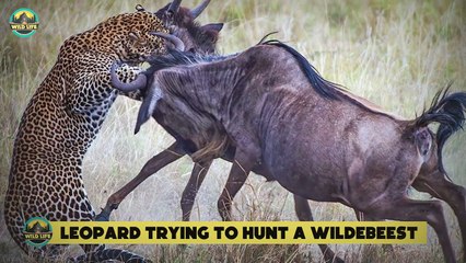 15 Struggling Moments Of Animals Hunting For Food In The Wild