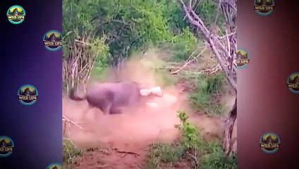 Predators Meeting Their Match While Trying To Hunt Strong Prey