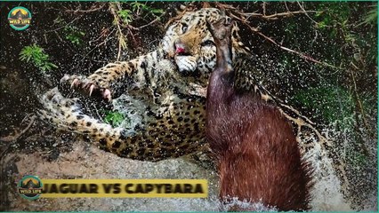 Merciless And Incredible Hunts Performed By Jaguars And Leopard