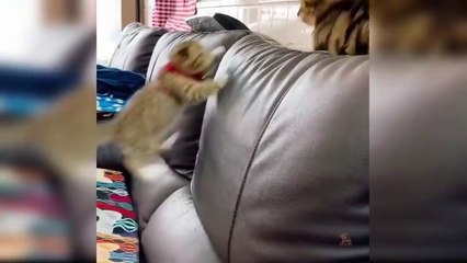 kucing gemoy cute cat