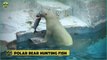 Polar Bears Brutally And Mercilessly Hunting And Eating Their Kills
