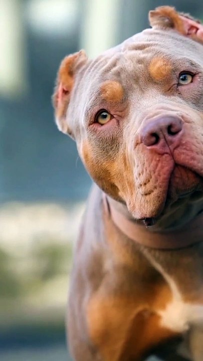 Respect for dog 
