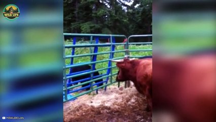 Crucial Moments Of Animals Hunting Brutally In The Wild