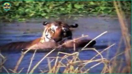 Tigers Showing Their Power And Savagery In The Wild