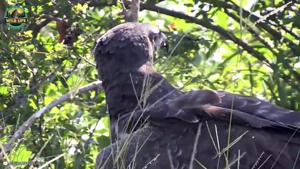 8 Most Amazing Hunts By Eagles Caught On Camera