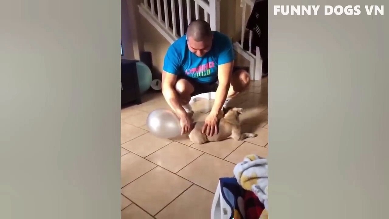 Funniest Animals Video - Funny Dogs And Cats - Try Not To Laugh Animals 2022(2)