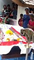 Ce singe assiste aux funérailles de son maitre... trop triste