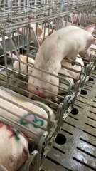 Ce cochon est le roi de l'évasion