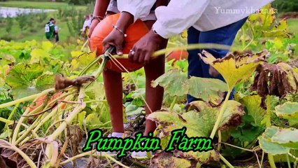 Halloween Special videos Pumpkin Patch | Happy Halloween 2022 | Pumpkins For Halloween