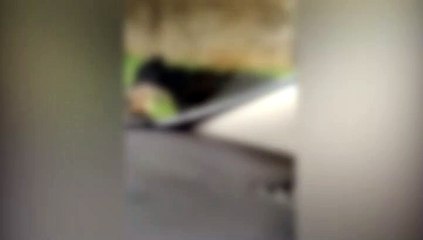 Imagens fortes: "Cachorro terrível solto, pegou a minha gata, matou a gata" confira