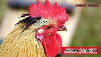 ANIMAL SOUND AND VIDEO RABBIT,COW,DOG,TIGER,HORSE,MONKEY