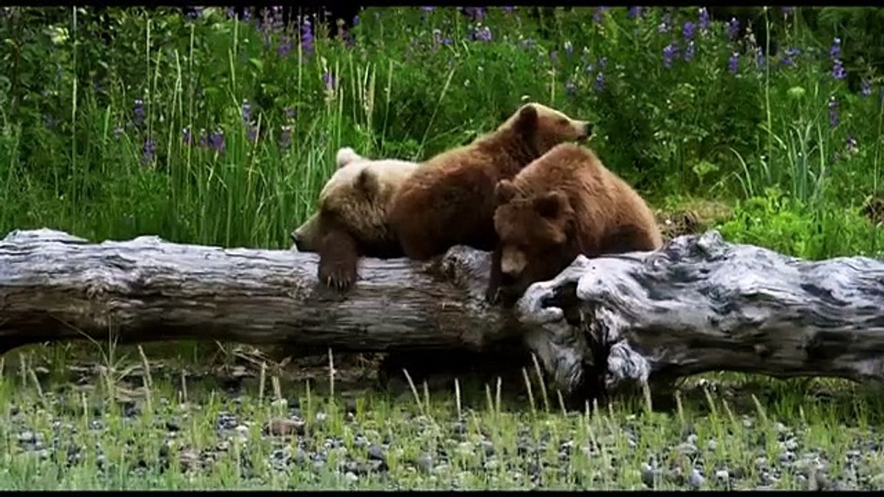 Into Alaska - Se1 - Ep03 - The Salmon Are Coming! HD Watch HD Deutsch