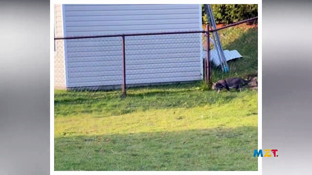 The neighbor's dog and my cat try their hand in a funny way