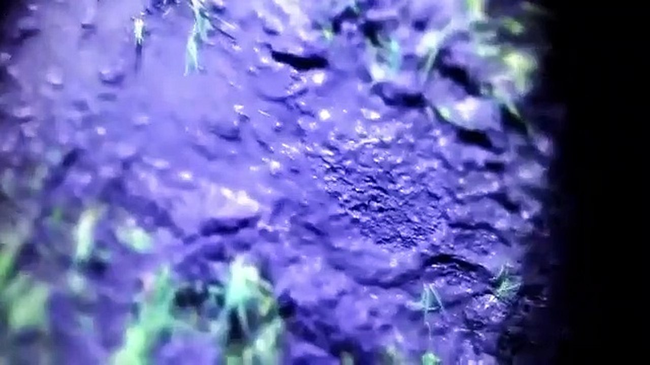 The Lowe Files - Se1 - Ep03 - Bigfoot HD Watch HD Deutsch