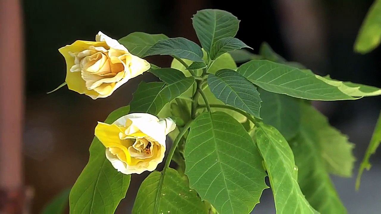 The Gates - Se1 - Ep08 - Dog Eat Dog HD Watch HD Deutsch