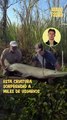 Alligator gar: una extraña especie de pez con aspecto de cocodrilo