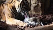 Tiger Cub Playtime at ZSL London Zoo!