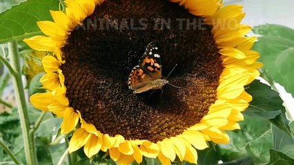 LOVELY ANIMALS - ELEPHANT, CAT, DUCK, DOG, RABBIT, CHICKEN - ANIMAL MOMENTS