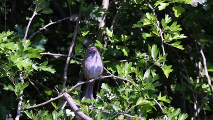 Kicauan Burung srigunting