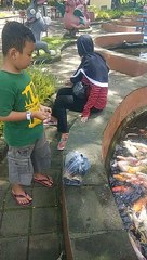 Ikan koi puluhan juta