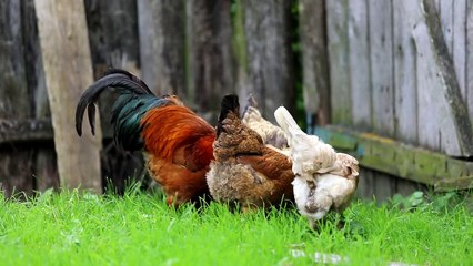 Ayam Jantan Berkokok