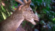 Did You Know? The Shiny Deer Antlers || FACTS || TRIVIA