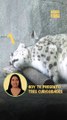 Leopardo de las nieves: el enigmático felino que vive a más de 5.000 metros de altitud