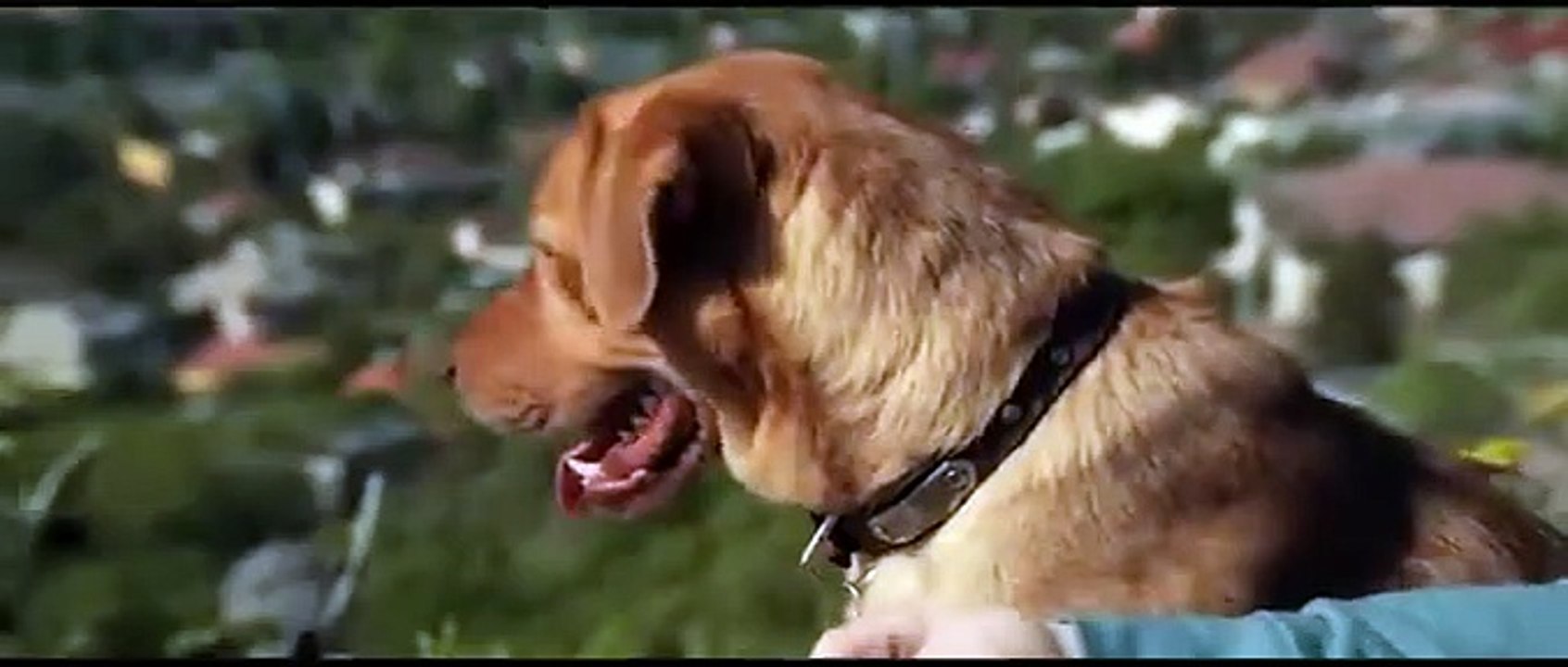 Les -hiens Règnent Enfin Sur les Humains Après des Années de Mauvais Traitements