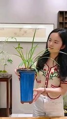 Bonsai Art - Home & Garden Decoration - 369 Ecology News
