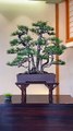 Bonsai Art - Home & Garden Decoration - 369 Ecology News