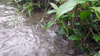 Suara air mengalir aliran got