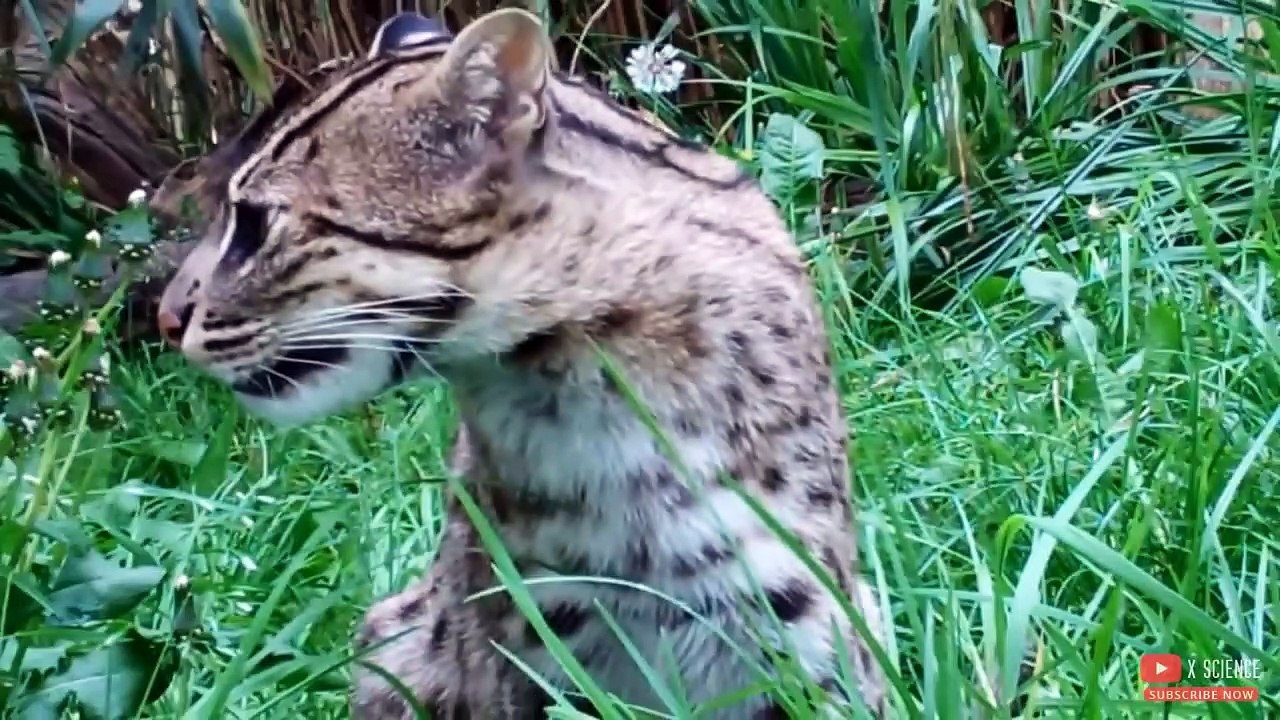 SEDIH! 8 Jenis Kucing Langka yang Hampir Punah di Dunia - Kucing Liar